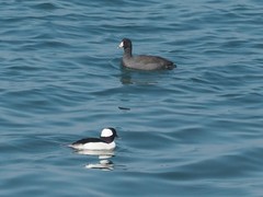 Fulica americana americana