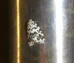 Aemene taprobanis