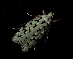 Izatha peroneanella