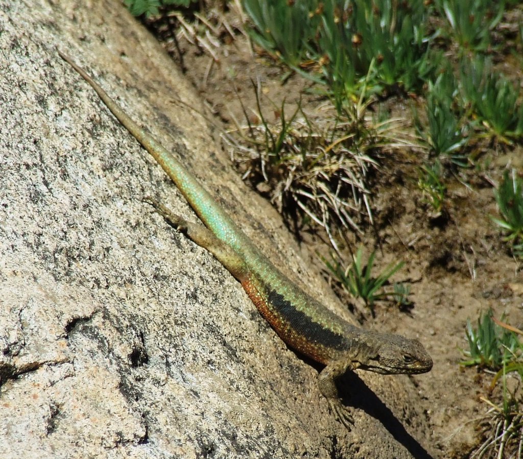 Cerro El Peine Smooth-Throated Lizard