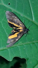 Virbia medarda