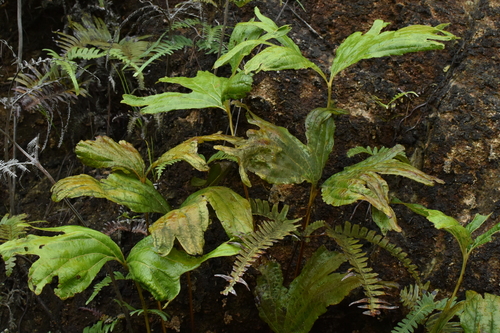 Dipteris chinensis, 2020-08-12