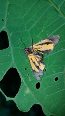 Virbia medarda