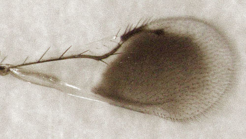 Moranila californica, 2015-12-31