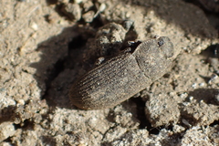 Gonocephalum sericeum