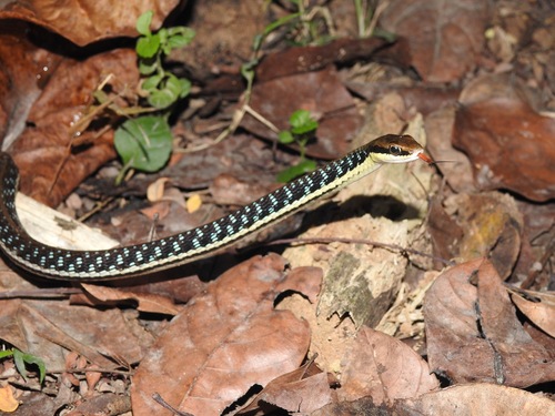 Dendrelaphis pictus