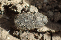 Gonocephalum sericeum