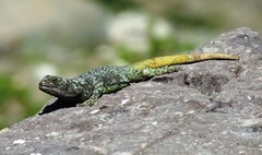 Phymaturus maulense