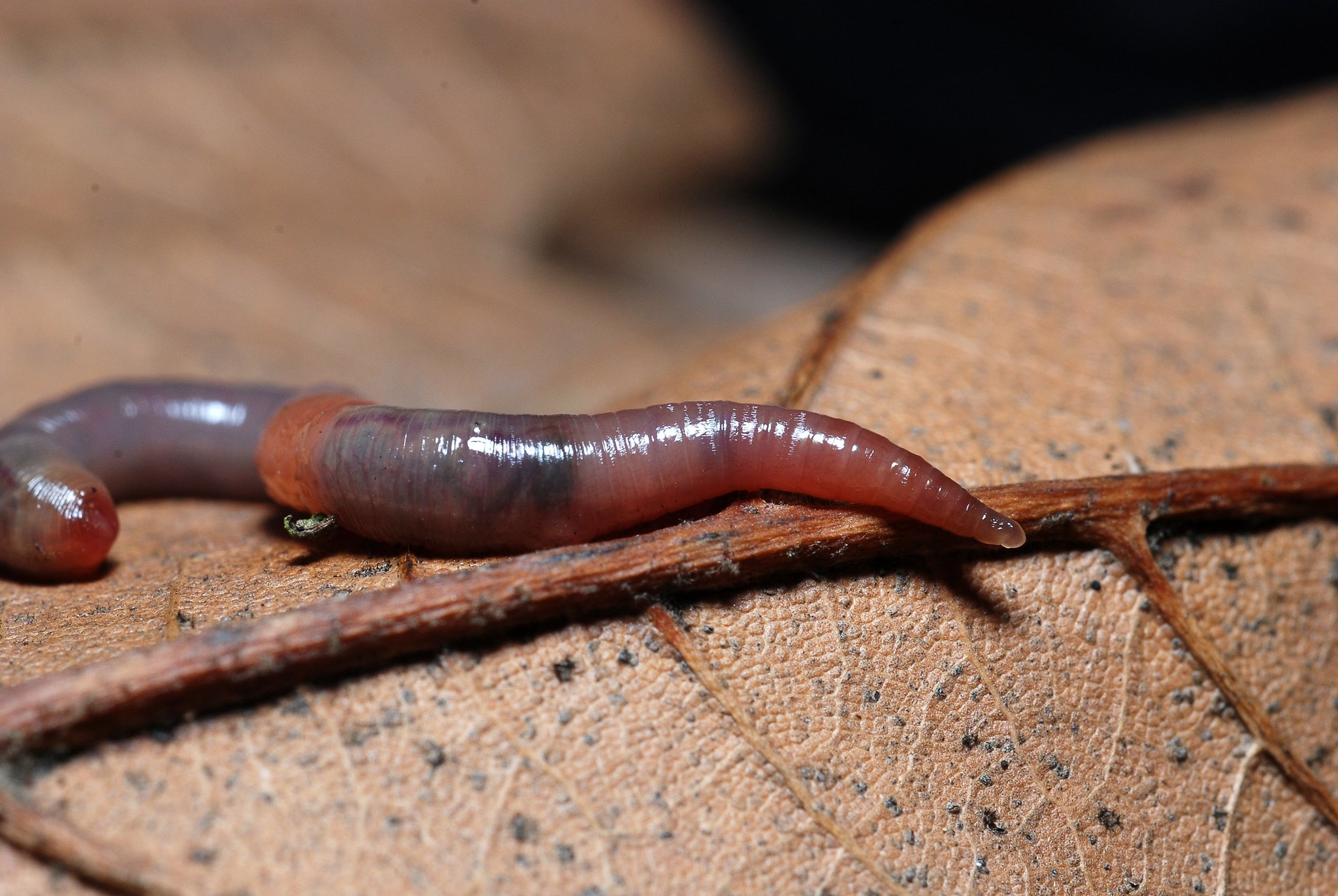 Earthworms (Family Lumbricidae) · iNaturalist