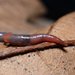 Earthworms - Photo (c) Gilles San Martin, some rights reserved (CC BY-SA)