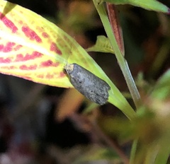 Eugoa bipunctata