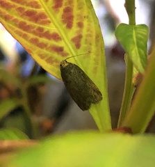 Eugoa bipunctata