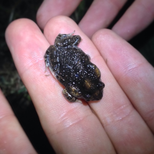 Uperoleia laevigata