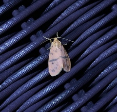 Miltochrista arcuata