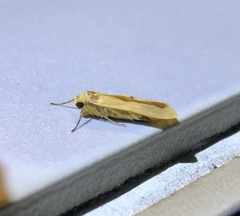 Manulea fuscodorsalis