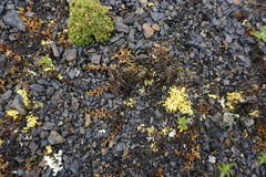 Selaginella sibirica