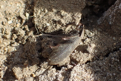 Gonocephalum sericeum