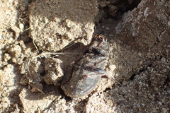 Gonocephalum sericeum