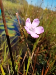 Agalinis linifolia