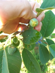 Annona senegalensis senegalensis