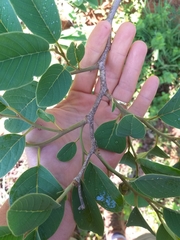 Annona senegalensis senegalensis