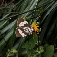 Nyctemera tripunctaria