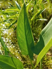 Peltandra sagittifolia