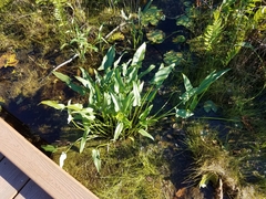 Peltandra sagittifolia