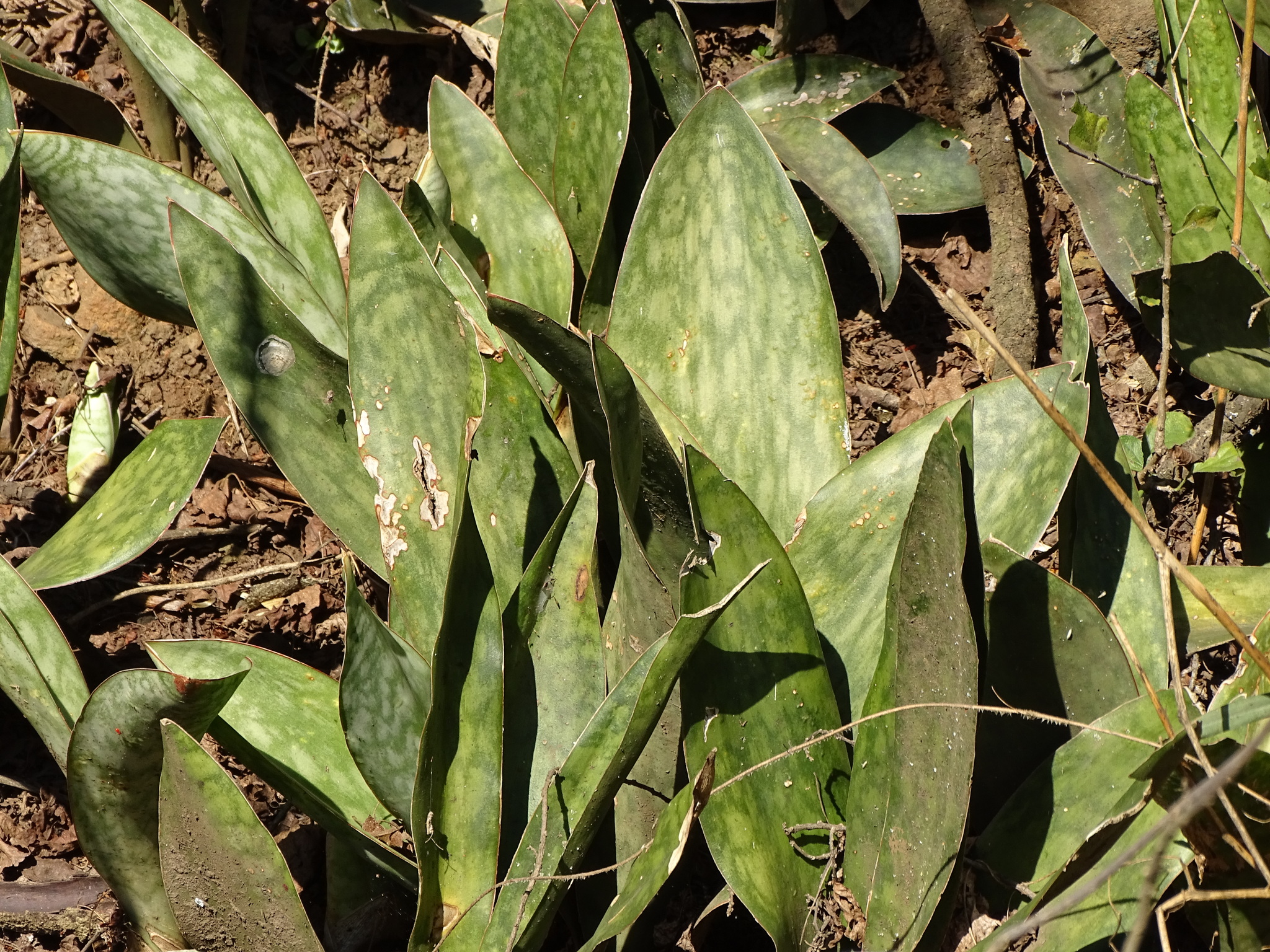 sansevieria twister Sansevieria