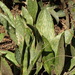 Sansevieria hyacinthoides - Photo (c) Shaun Swanepoel, μερικά δικαιώματα διατηρούνται (CC BY-NC-SA), uploaded by Shaun Swanepoel