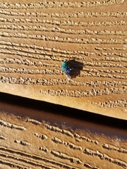 Chrysidoidea