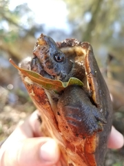 Sternotherus minor