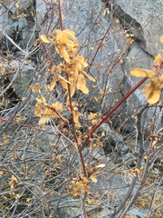 Acer glabrum