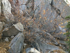 Acer glabrum