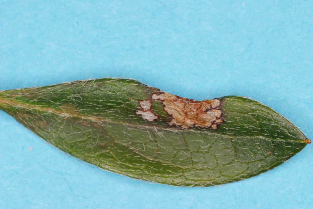 Azalea Leaf Miner