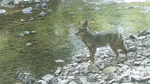 Coyote photographed in Kentucky