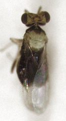 Coccophaginae