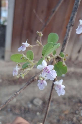 Vitex mollis (Vitex mollis)