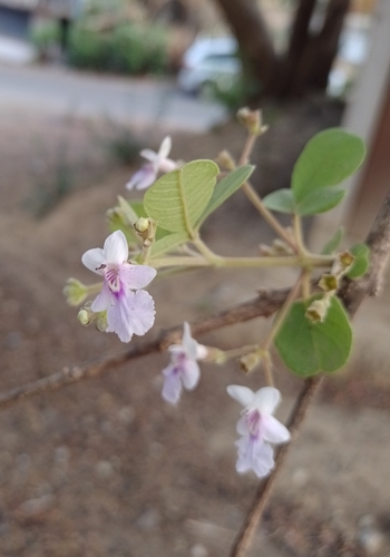 Coyotomate (Vitex mollis)