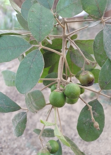 Coyotomate (Vitex mollis)