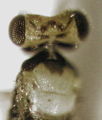 Coccophaginae