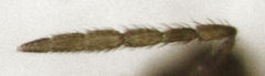 Coccophaginae