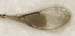 Coccophaginae