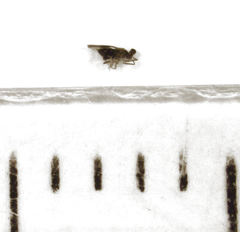 Coccophaginae