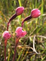 Thelymitra carnea