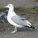 California Gull - Photo (c) Robin Gwen Agarwal, some rights reserved (CC BY-NC), uploaded by Robin Gwen Agarwal