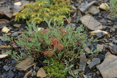Podistera yukonensis
