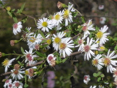Symphyotrichum simmondsii
