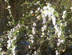 Symphyotrichum simmondsii