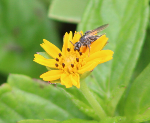 Micromeriella marginella, 2018-11-17